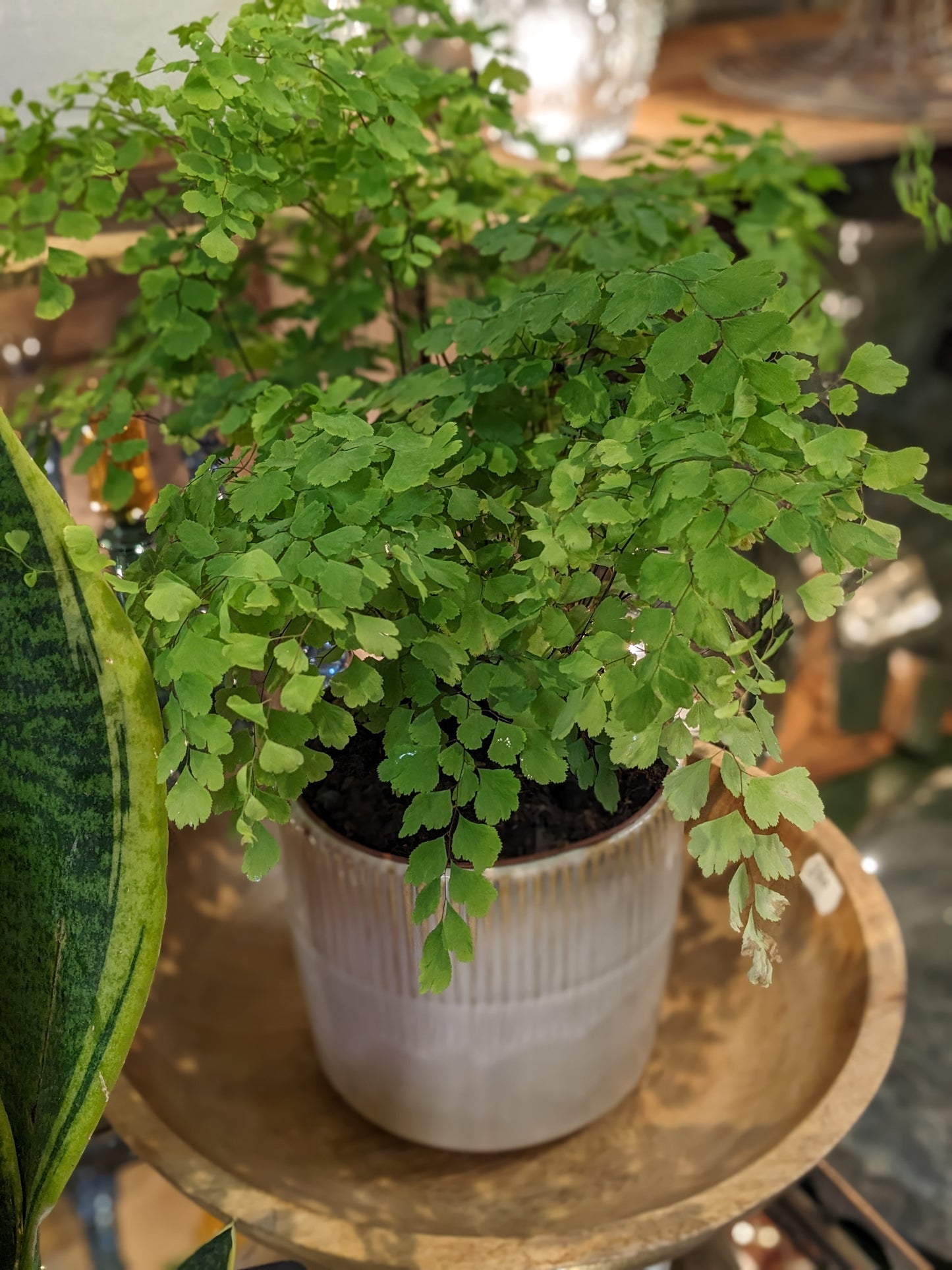 Maidenhair Fern