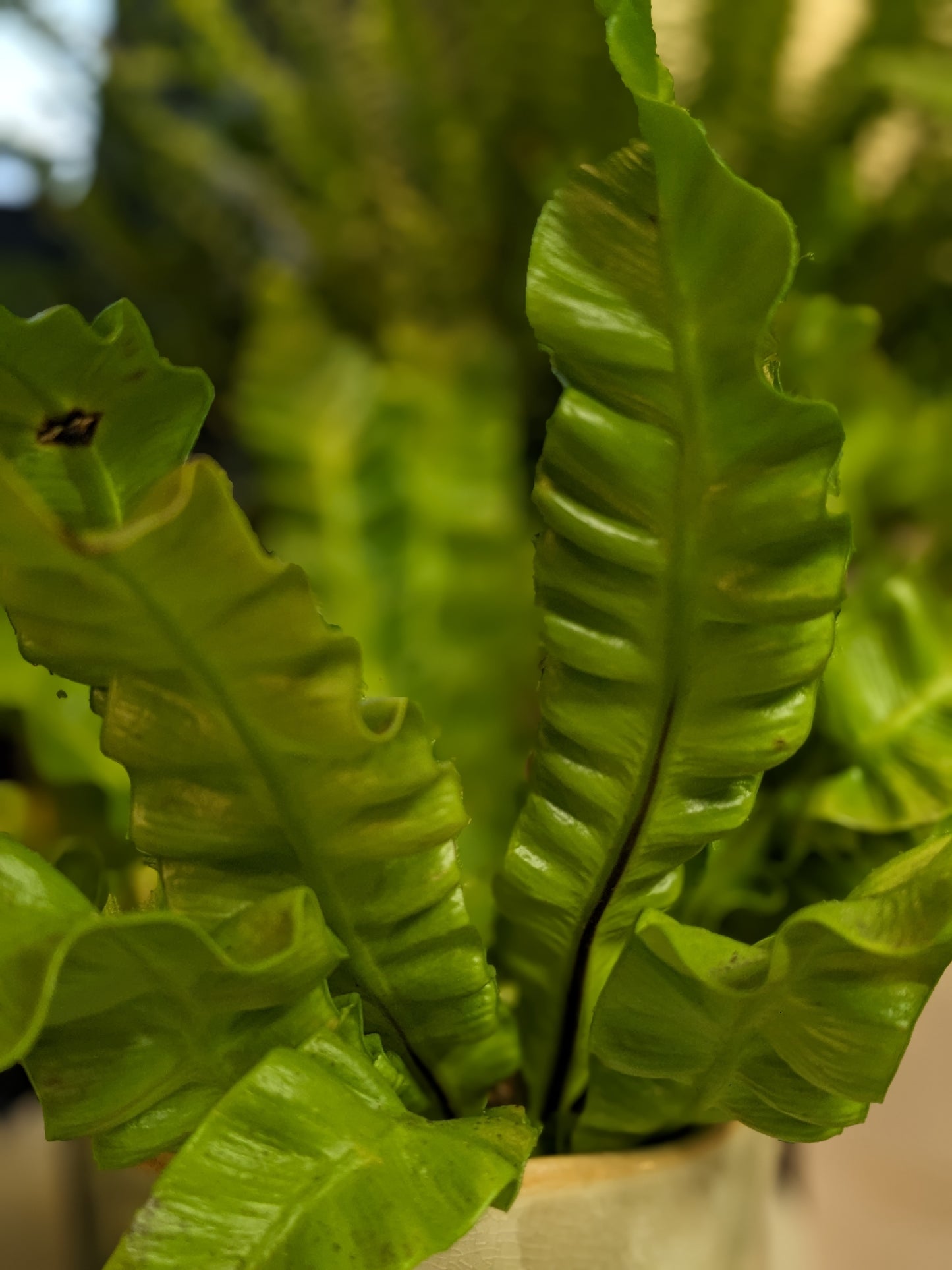 Crispy Wave Fern