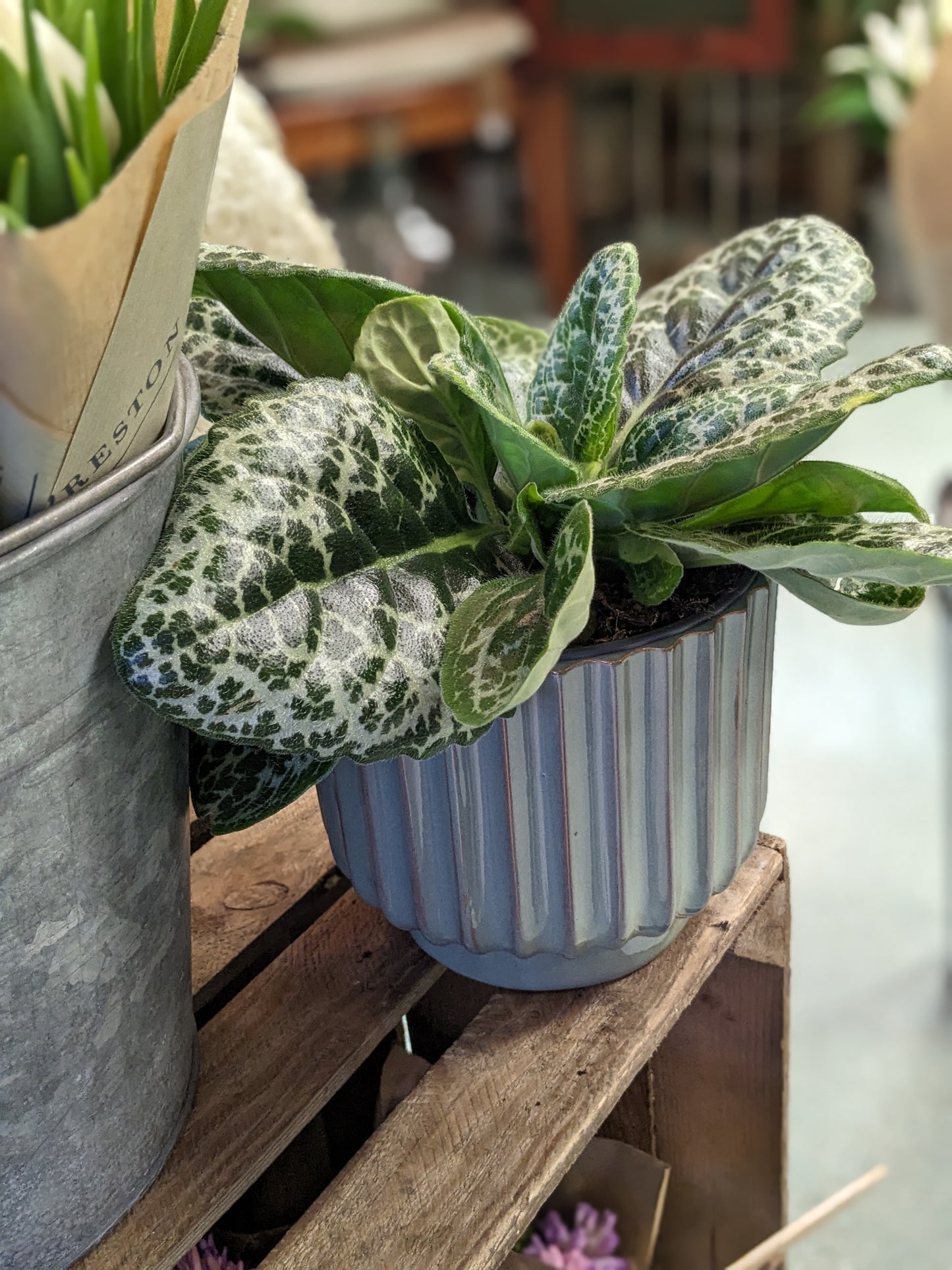 Streptocarpus - Pretty Turtle