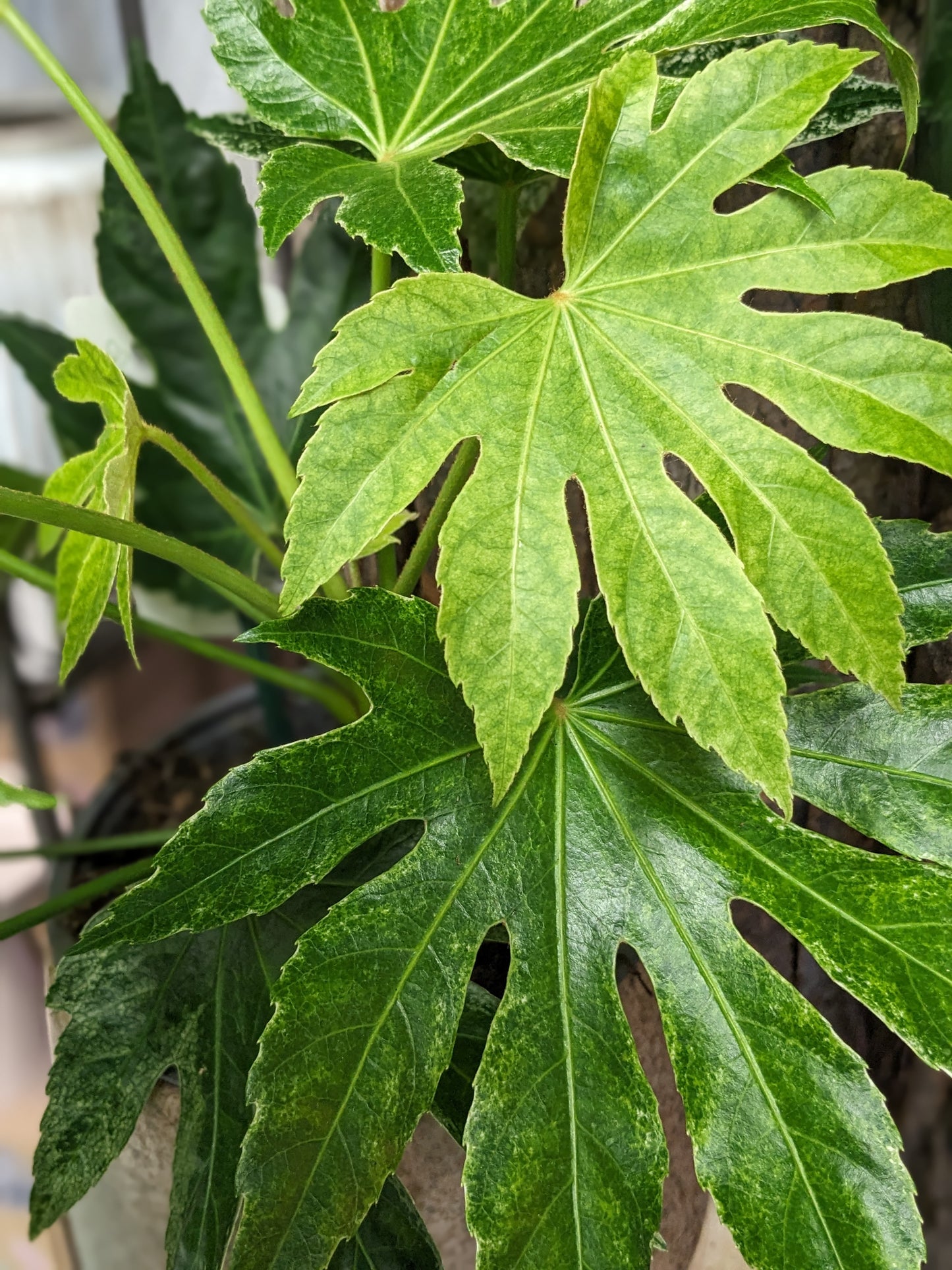 Fatsia Japonica