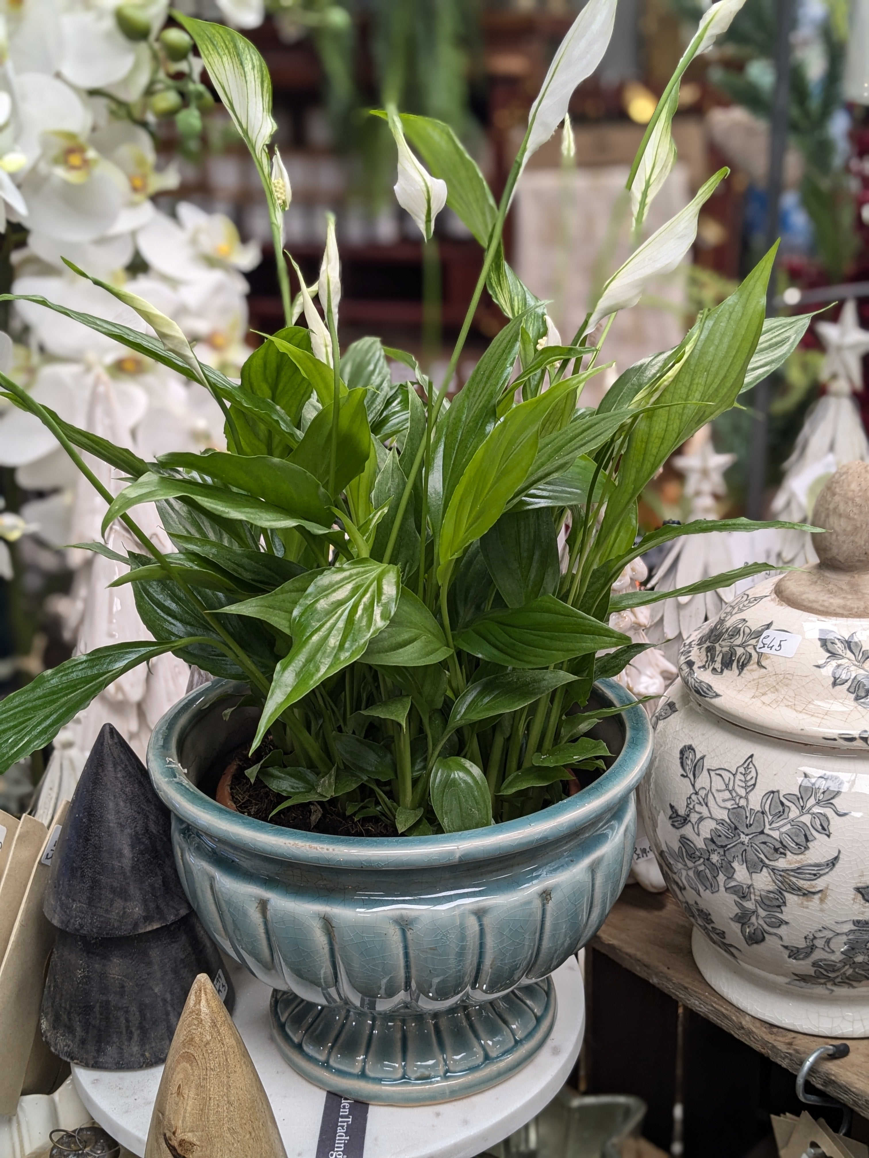piccolino peace lily Spathiphllum / Peace Lily (Petite) – George Preston Florist