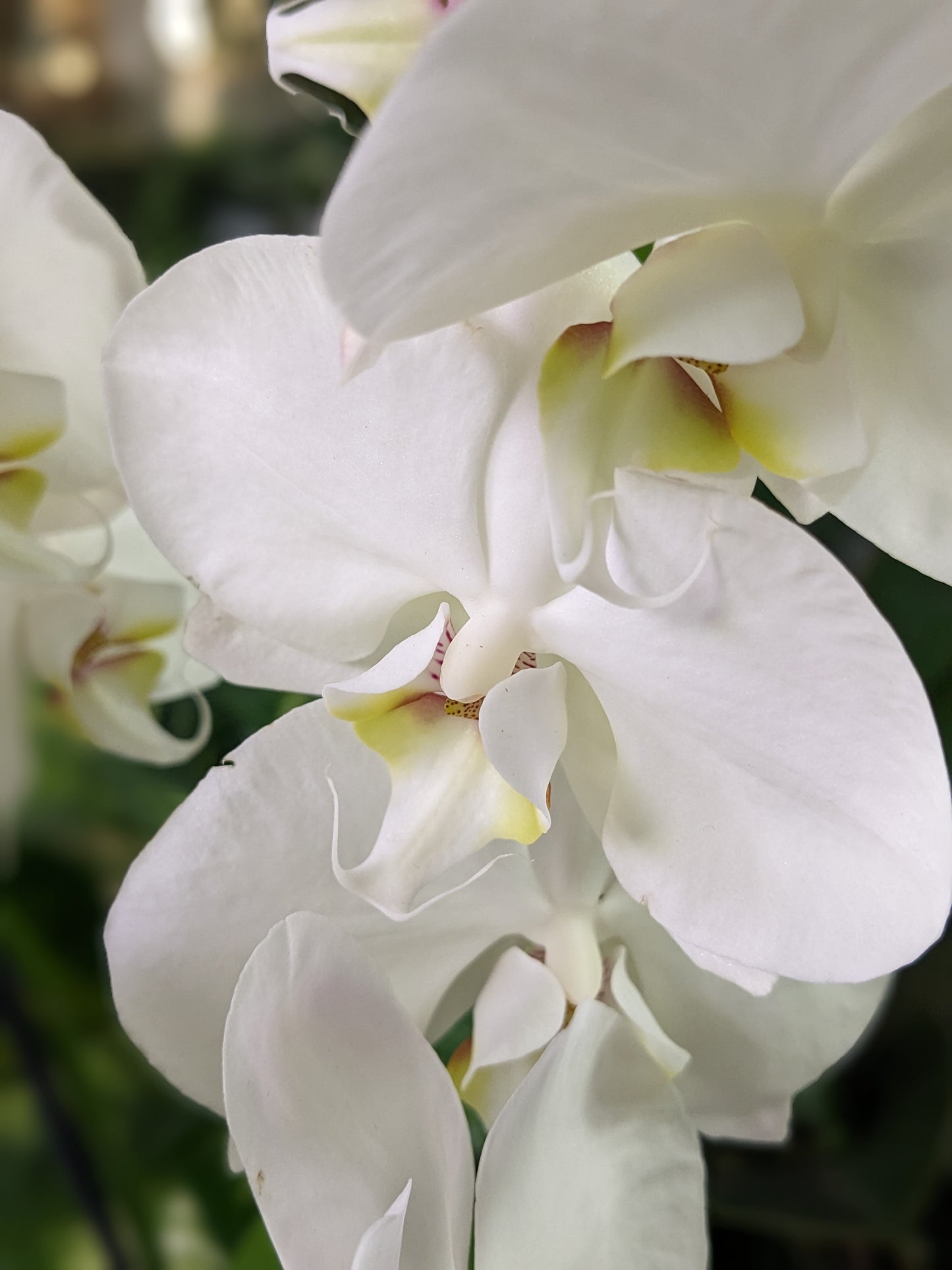 Orchid (Ceramic pot)