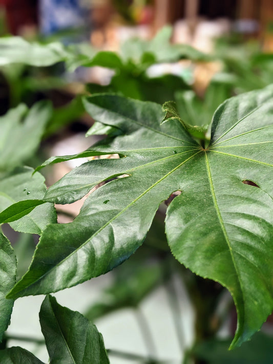 Fatsia Japonica (Large)