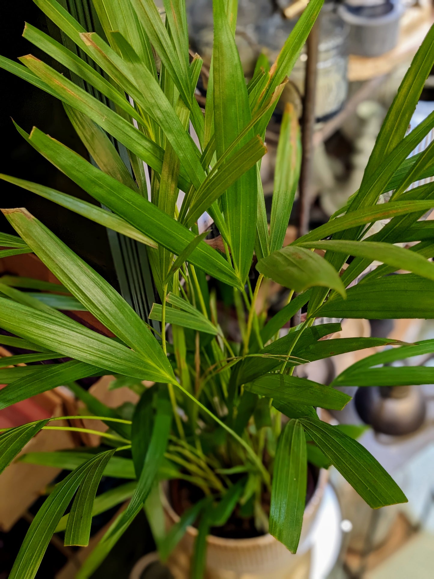 Areca Palm (Medium)