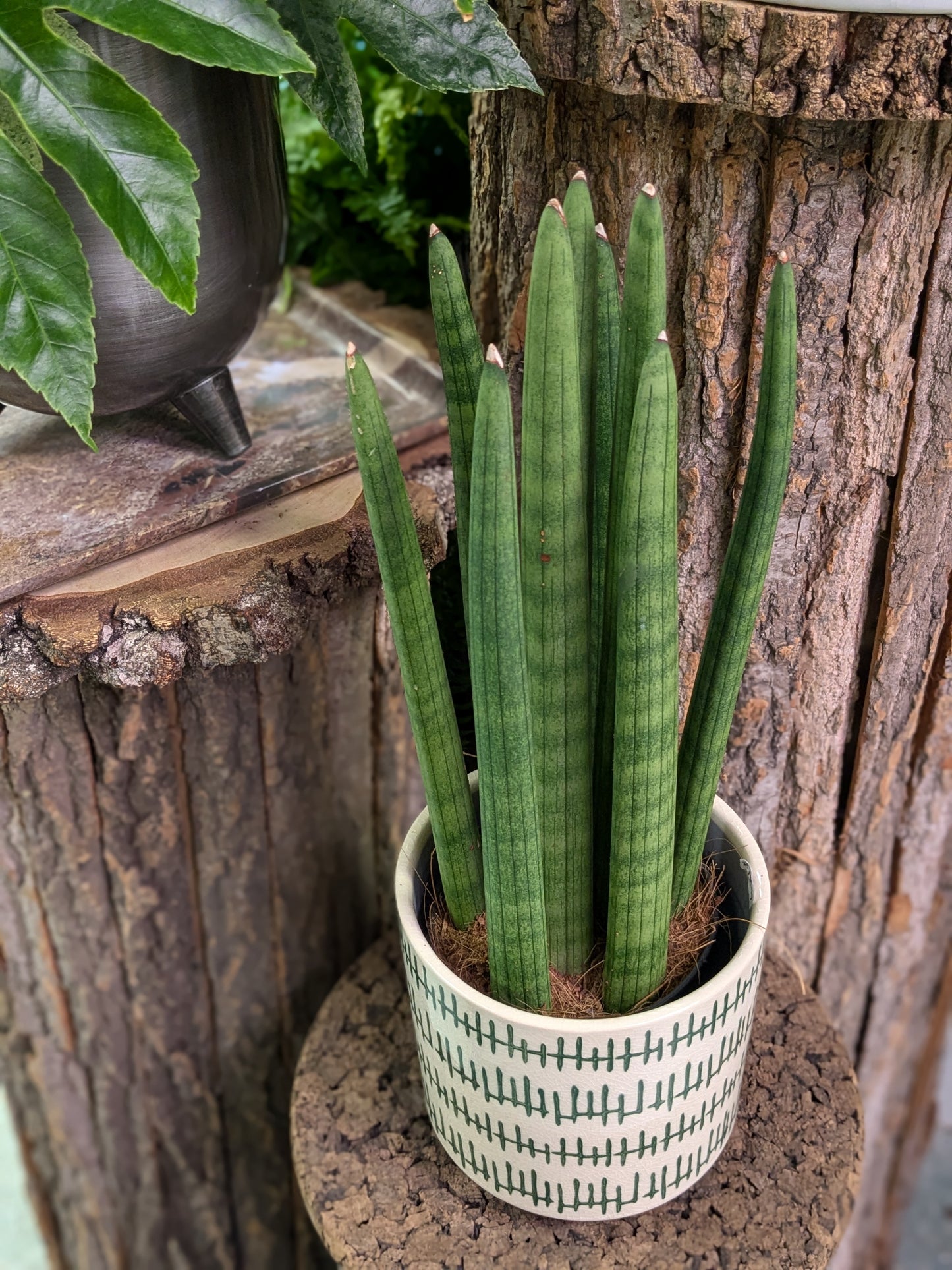 Sansevieria Cylindrica