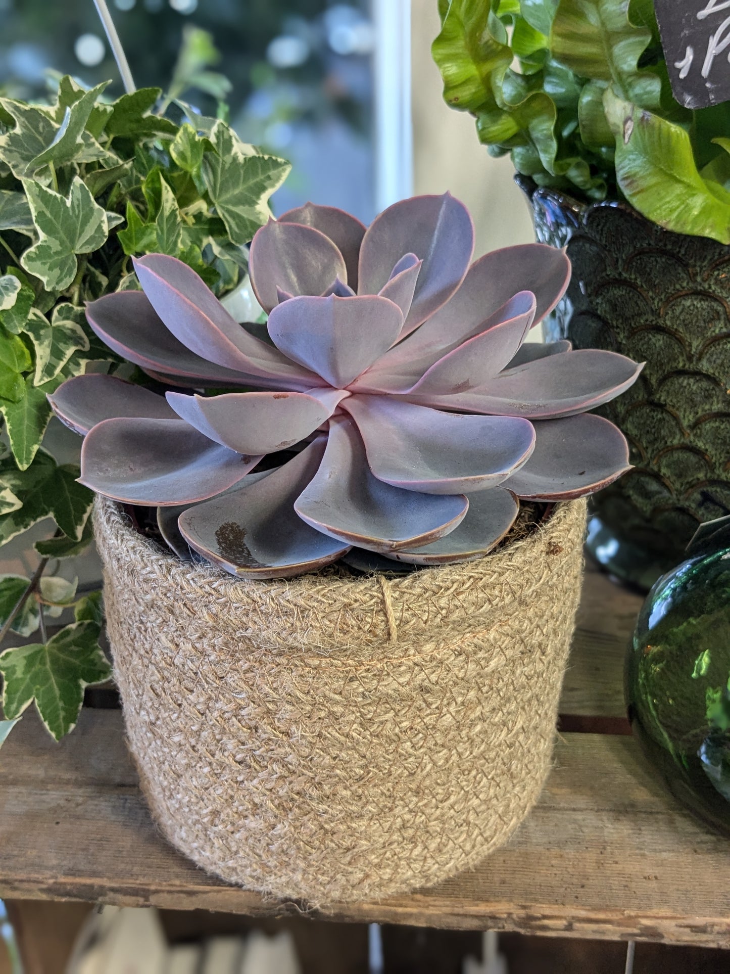 Echeveria