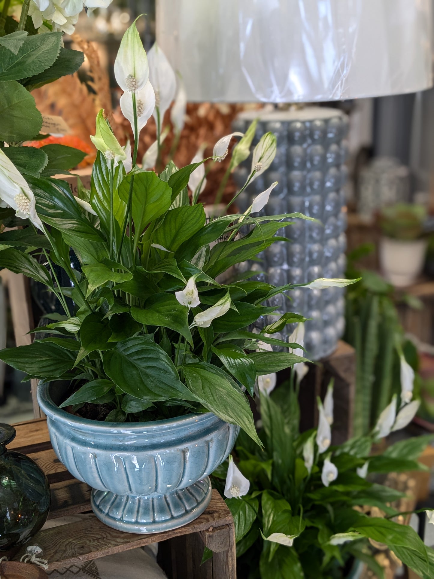 Spathiphllum / Peace Lily (Petite)