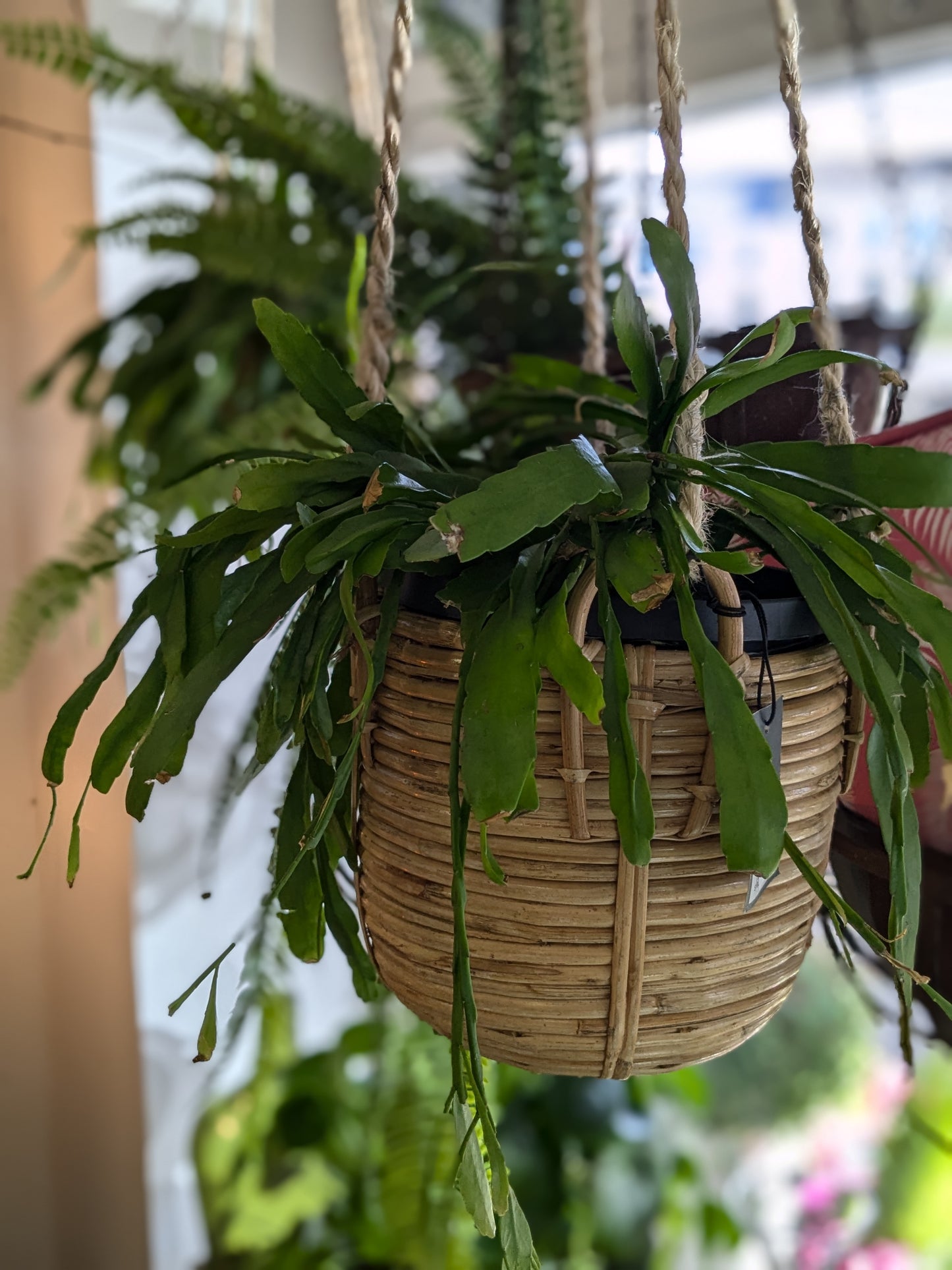 Rhipsalis 'Red Coral'