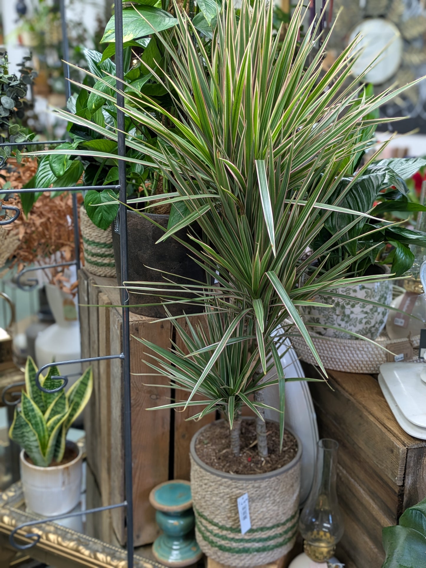 Dracaena 'Dragon Tree'