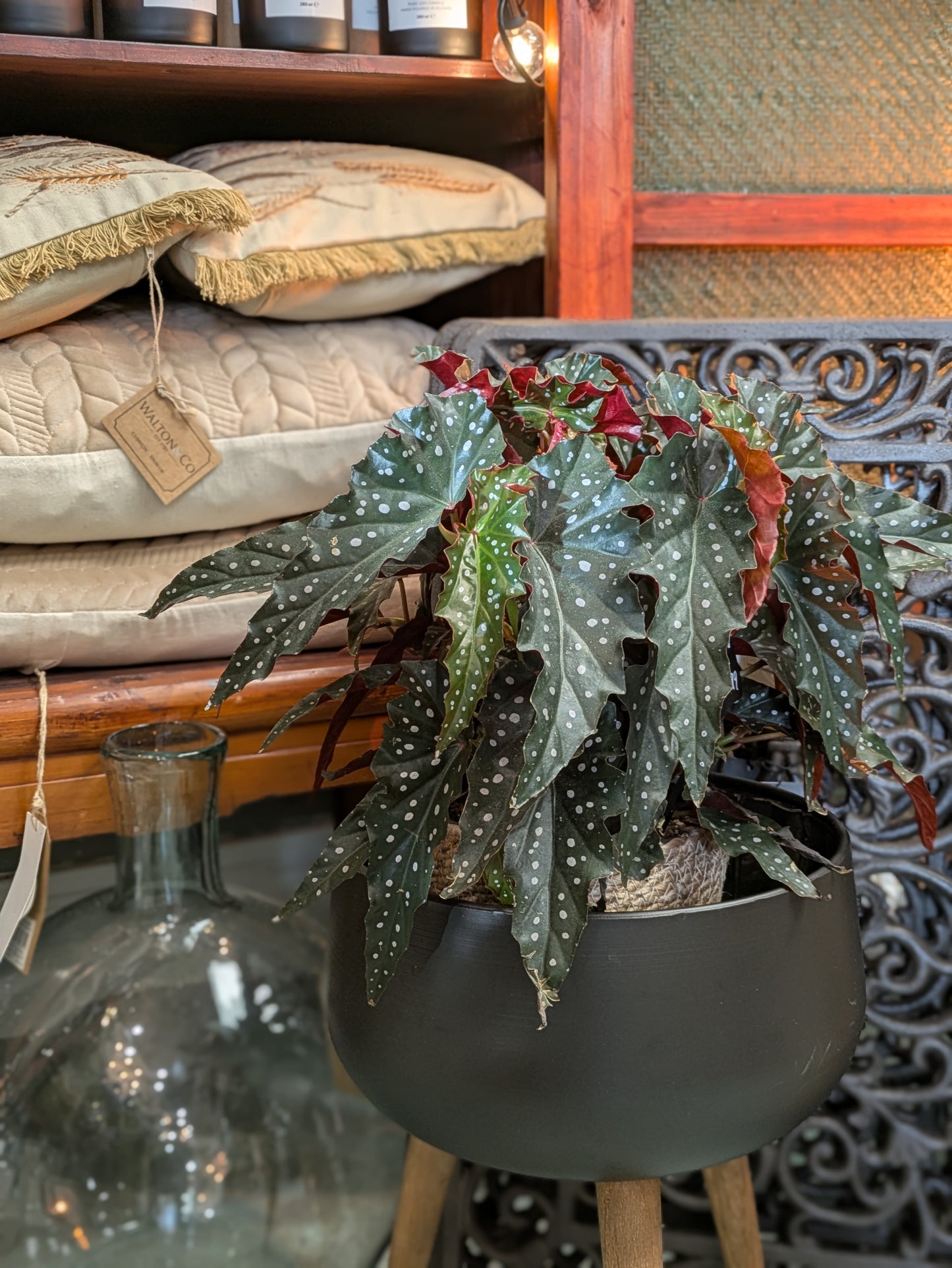 Begonia 'Polka Dot'