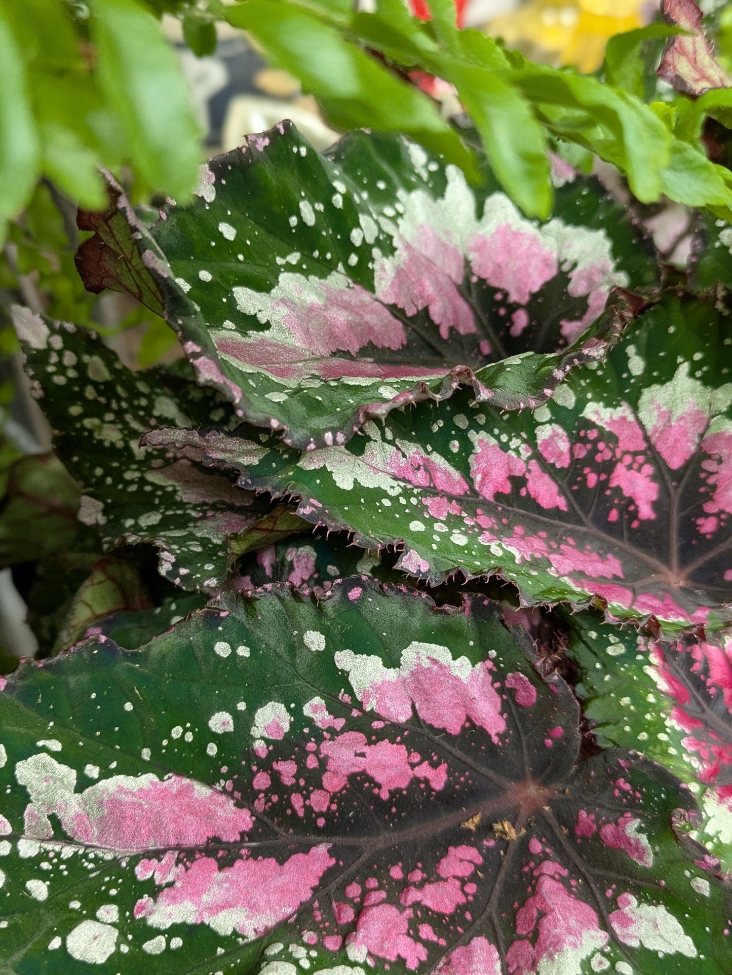 Begonia 'Painted Leaf'