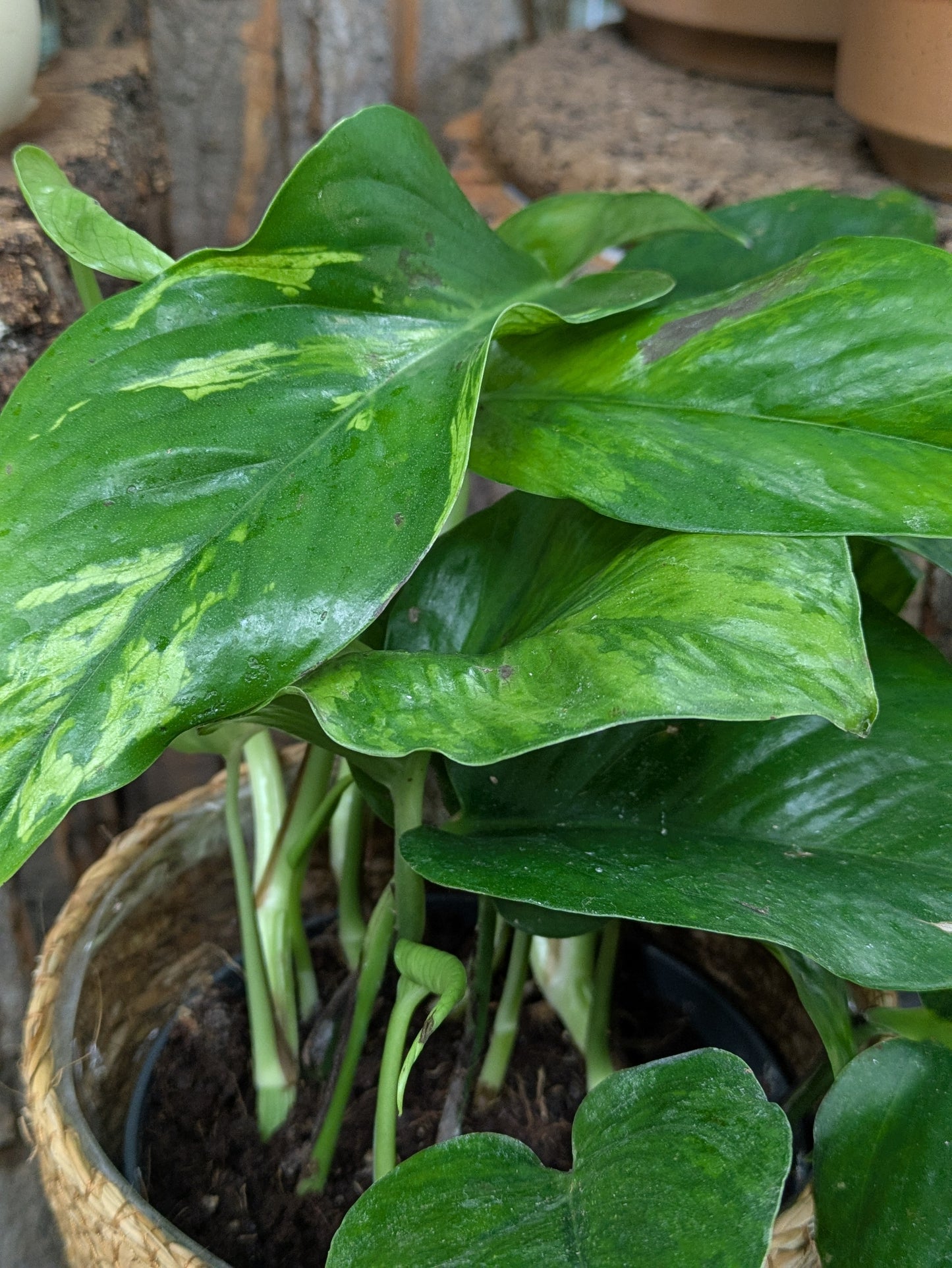 Pothos