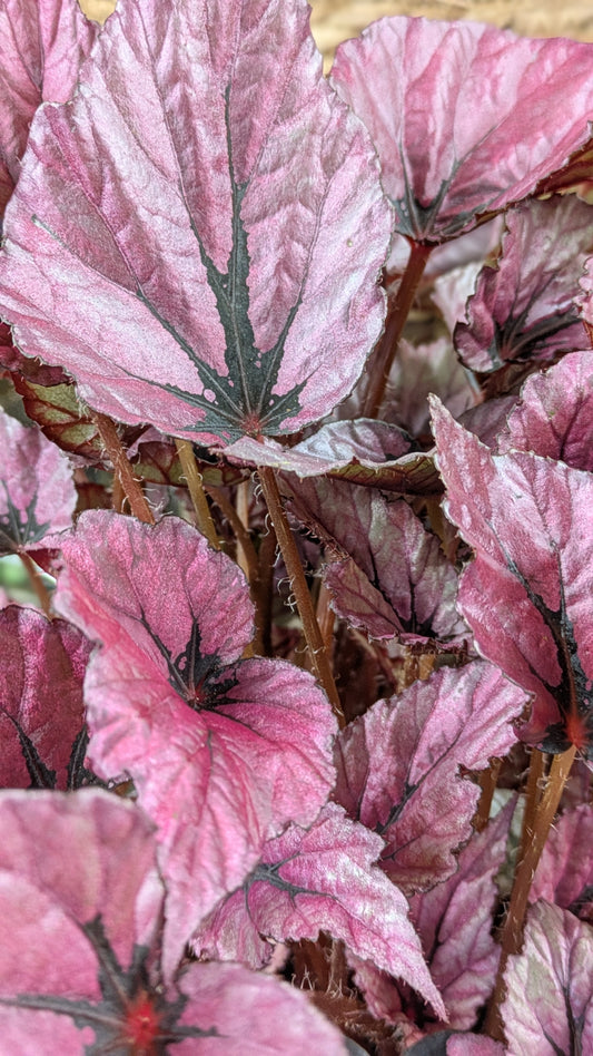 Begonia 'Inca Flame'
