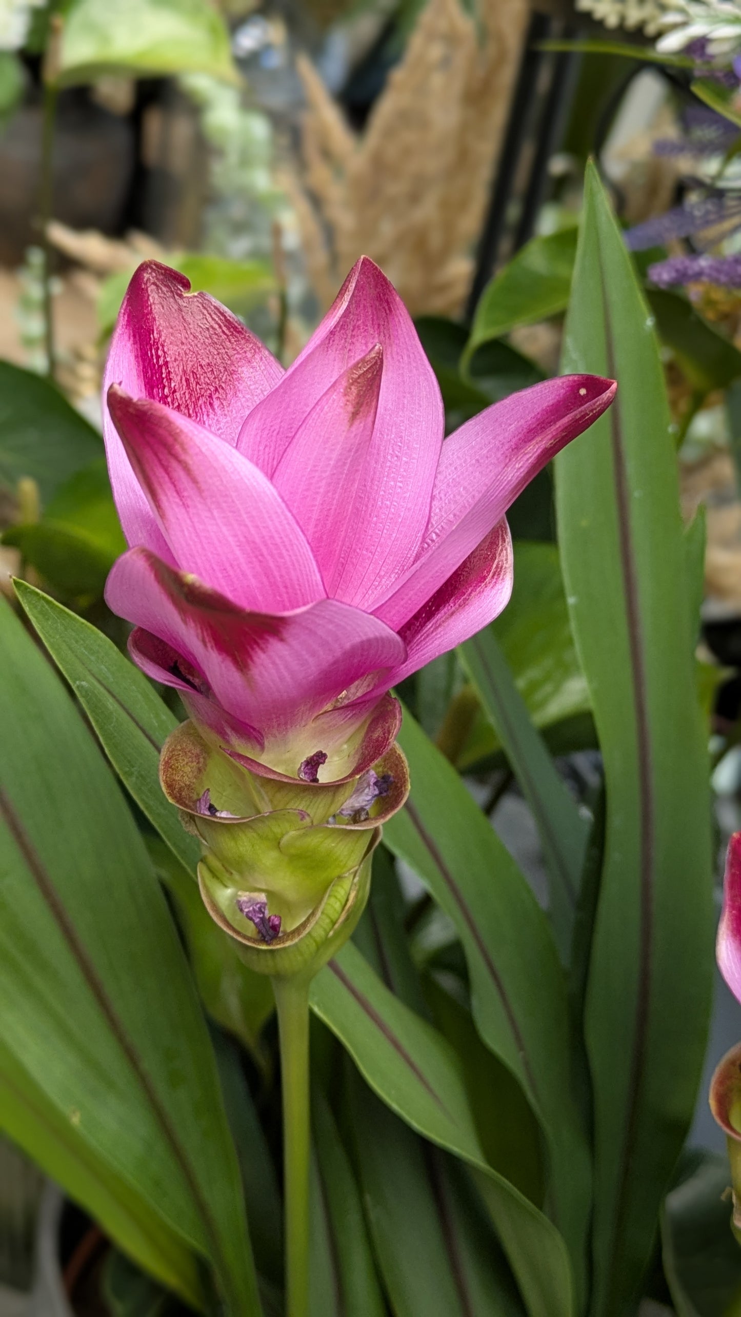 Curcuma