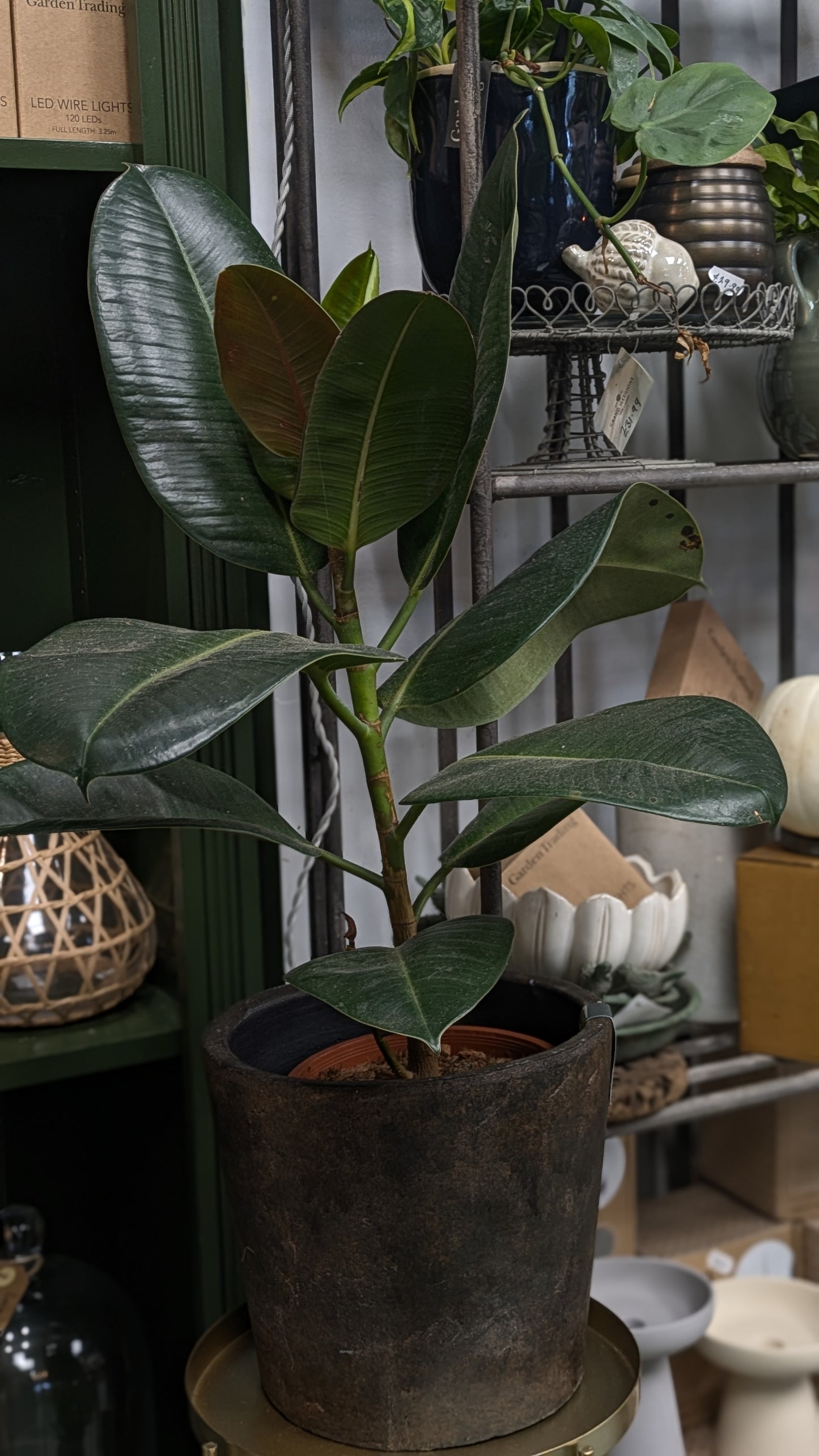 Ficus Elastica (Medium)