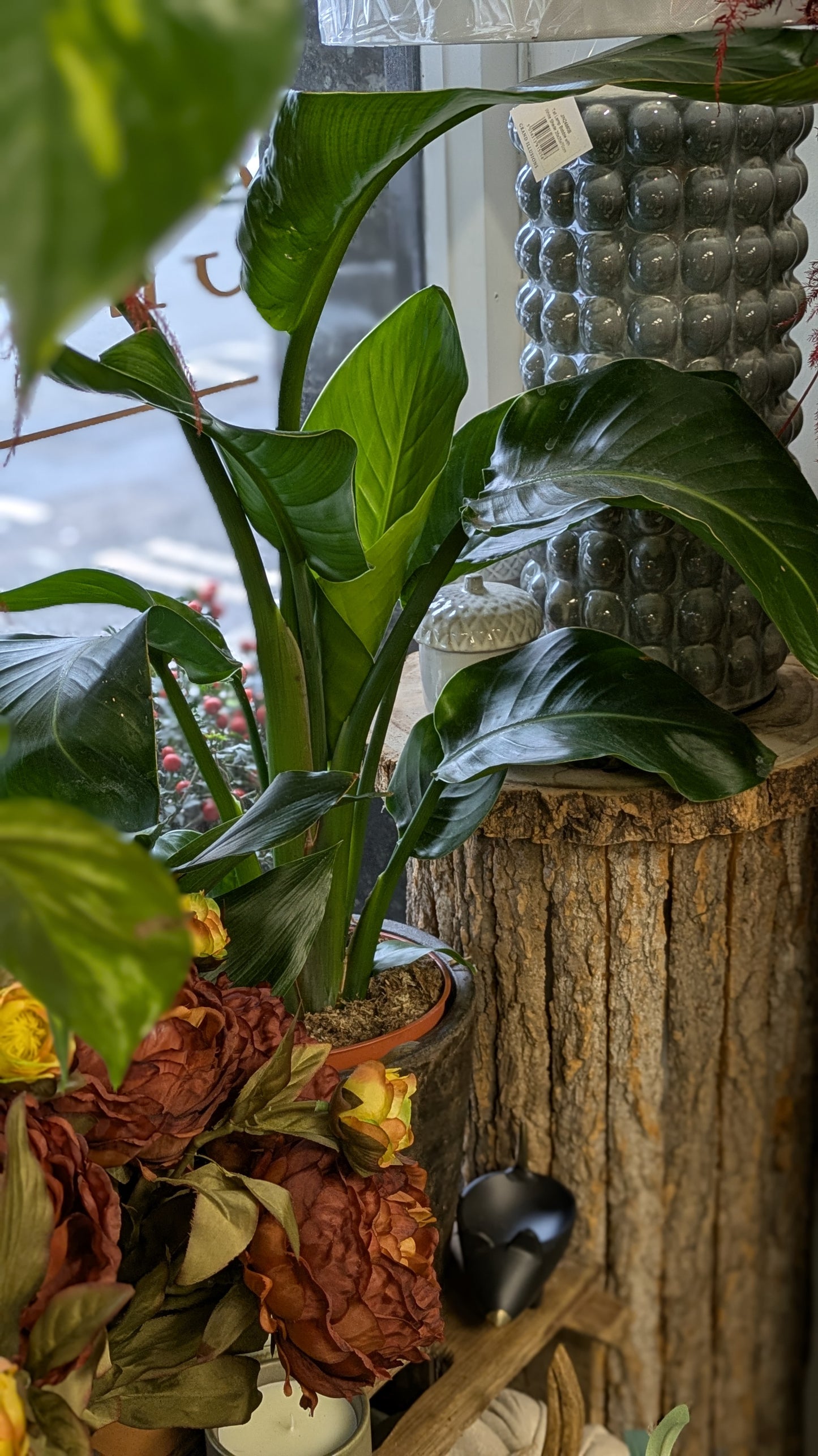 Bird of Paradise (Small)