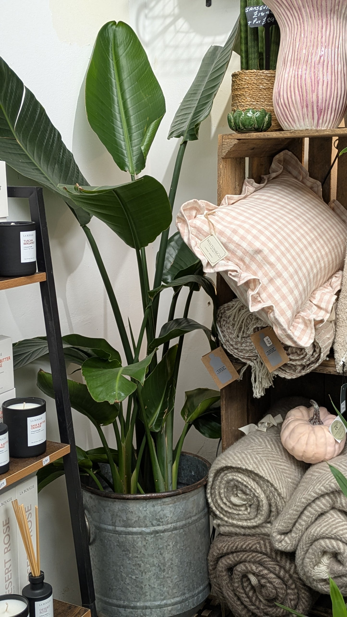 Bird of Paradise (Medium)