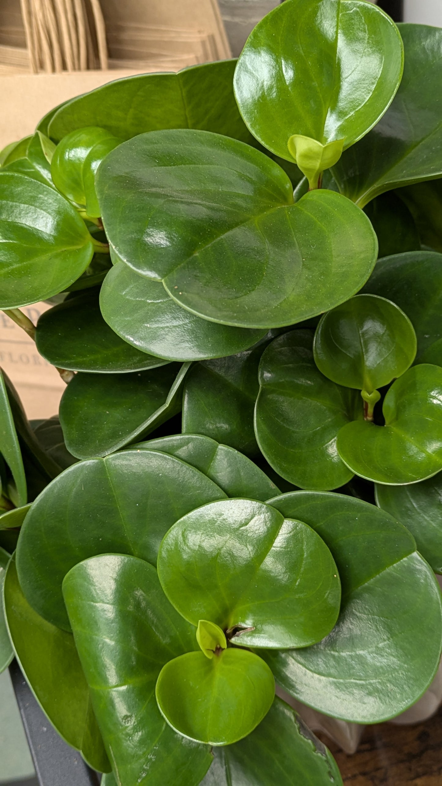 Baby Rubber Plant