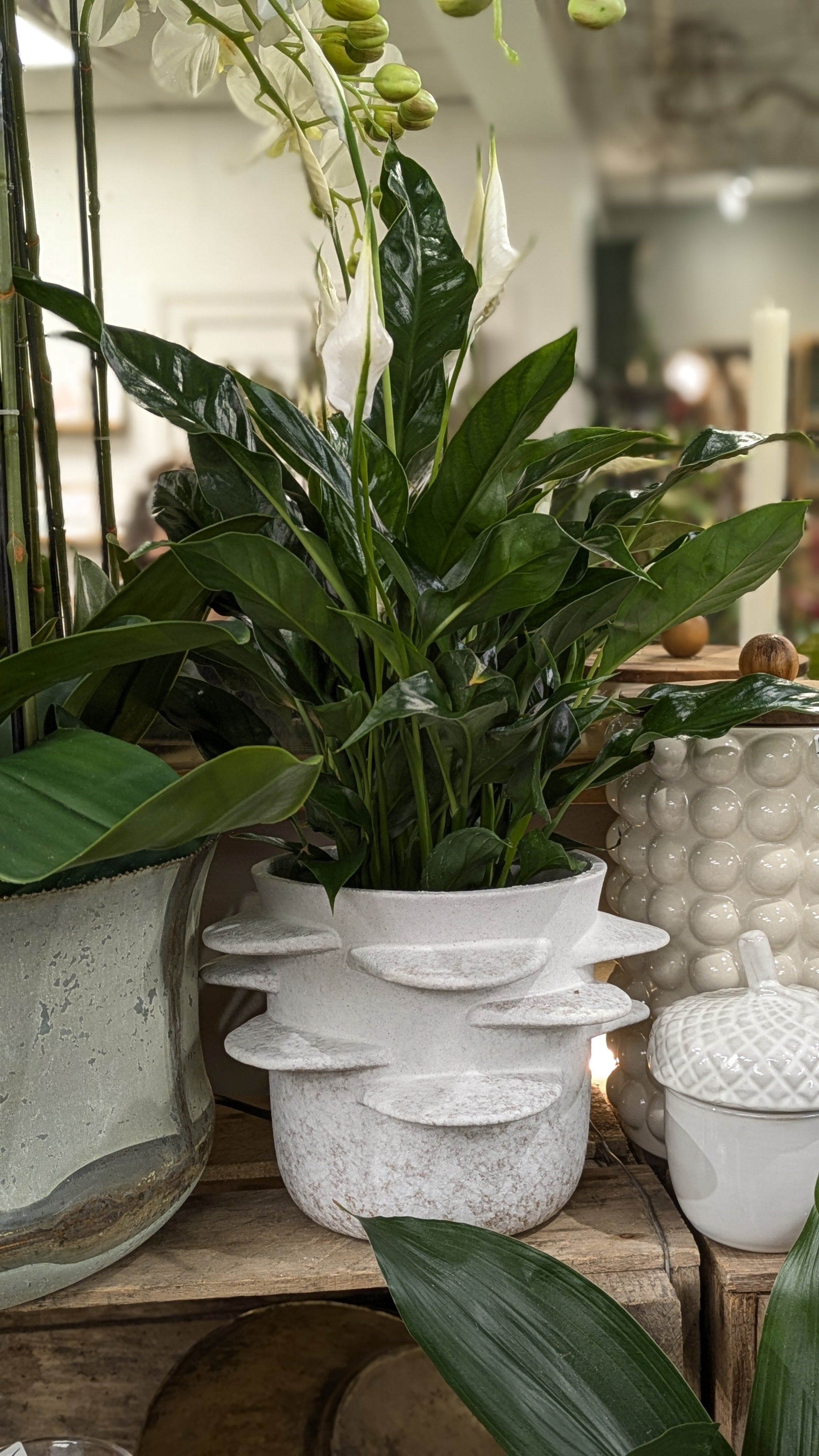 Spathiphllum / Peace Lily (Medium) – George Preston Florist