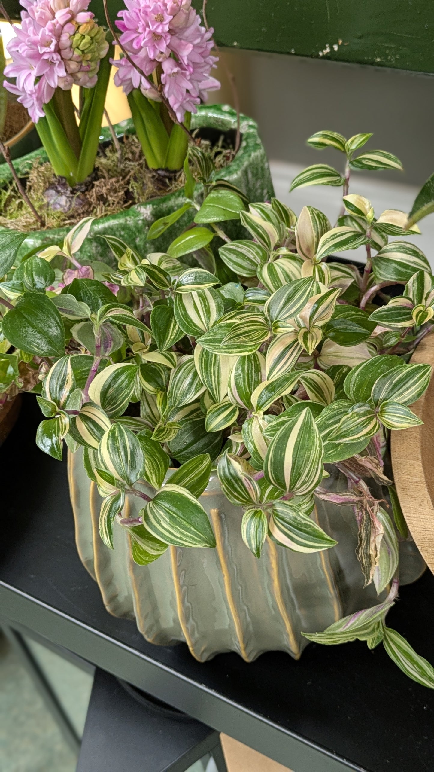 Inch plant