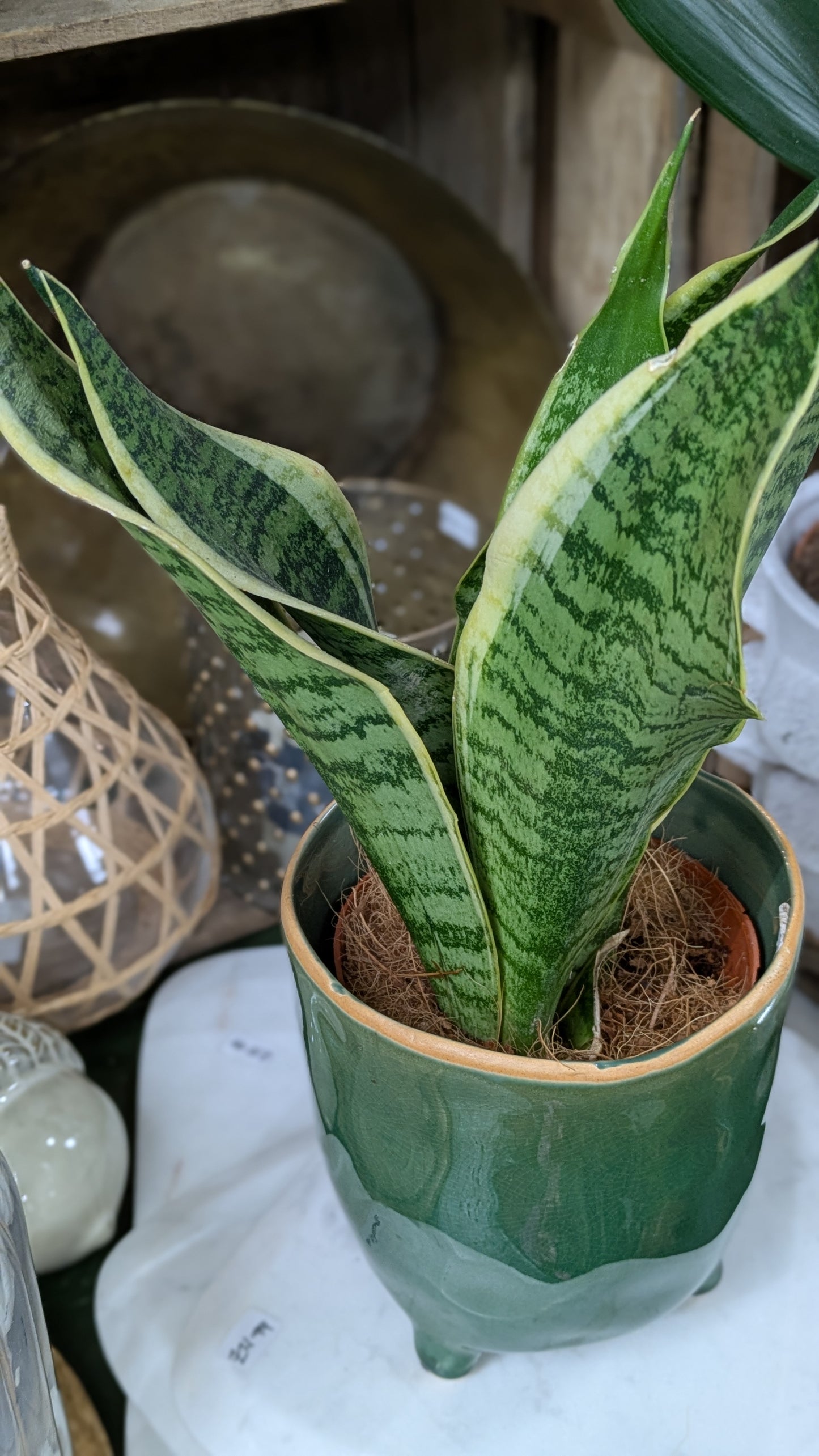 Mother in Laws Tongue / Snake plant