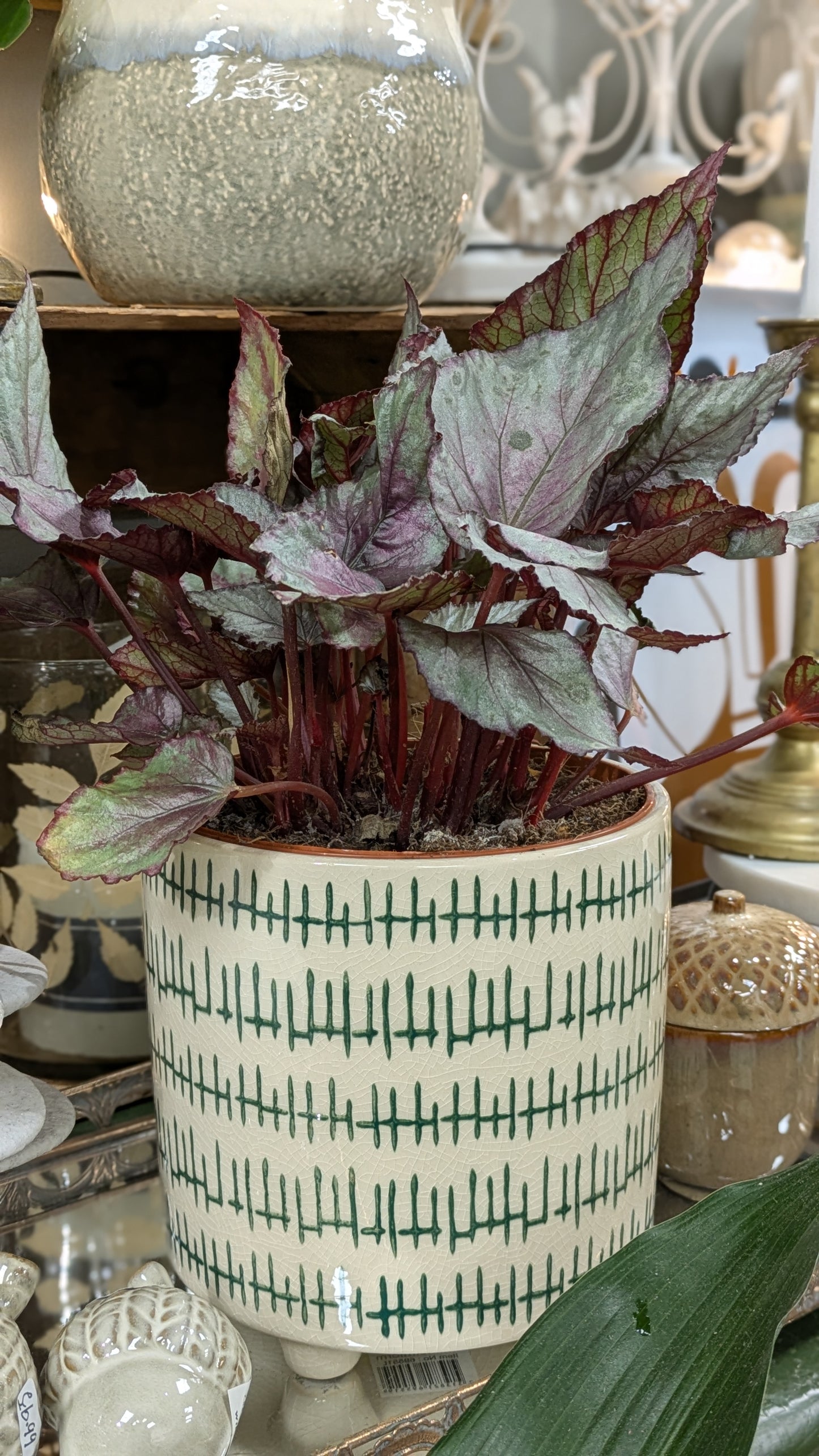 Begonia 'Maori Haze'