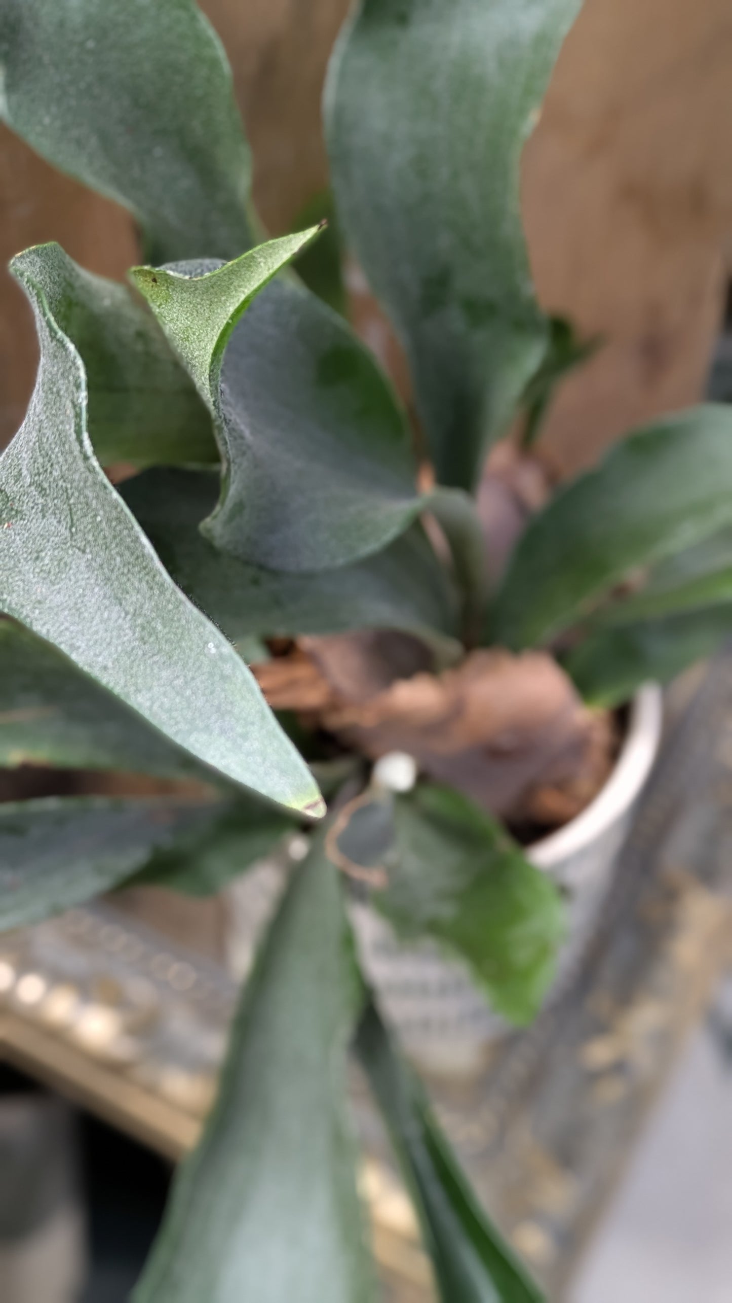 Stag Horn Fern