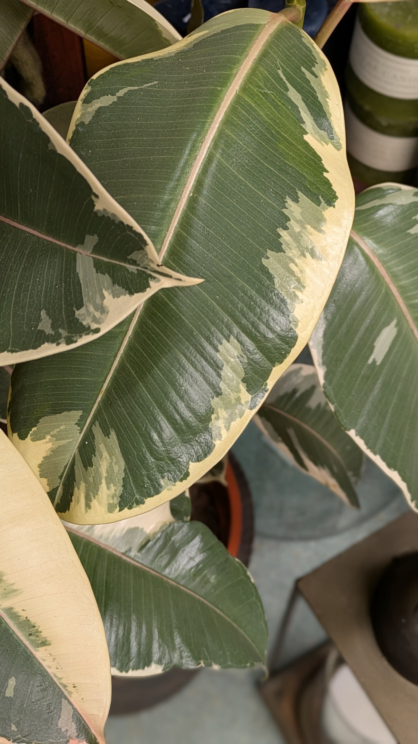 Ficus Tineke (Large)