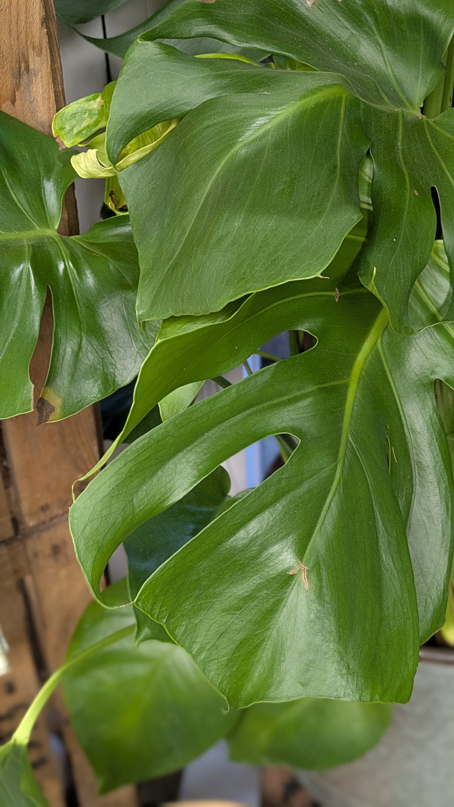 Monstera (Medium)