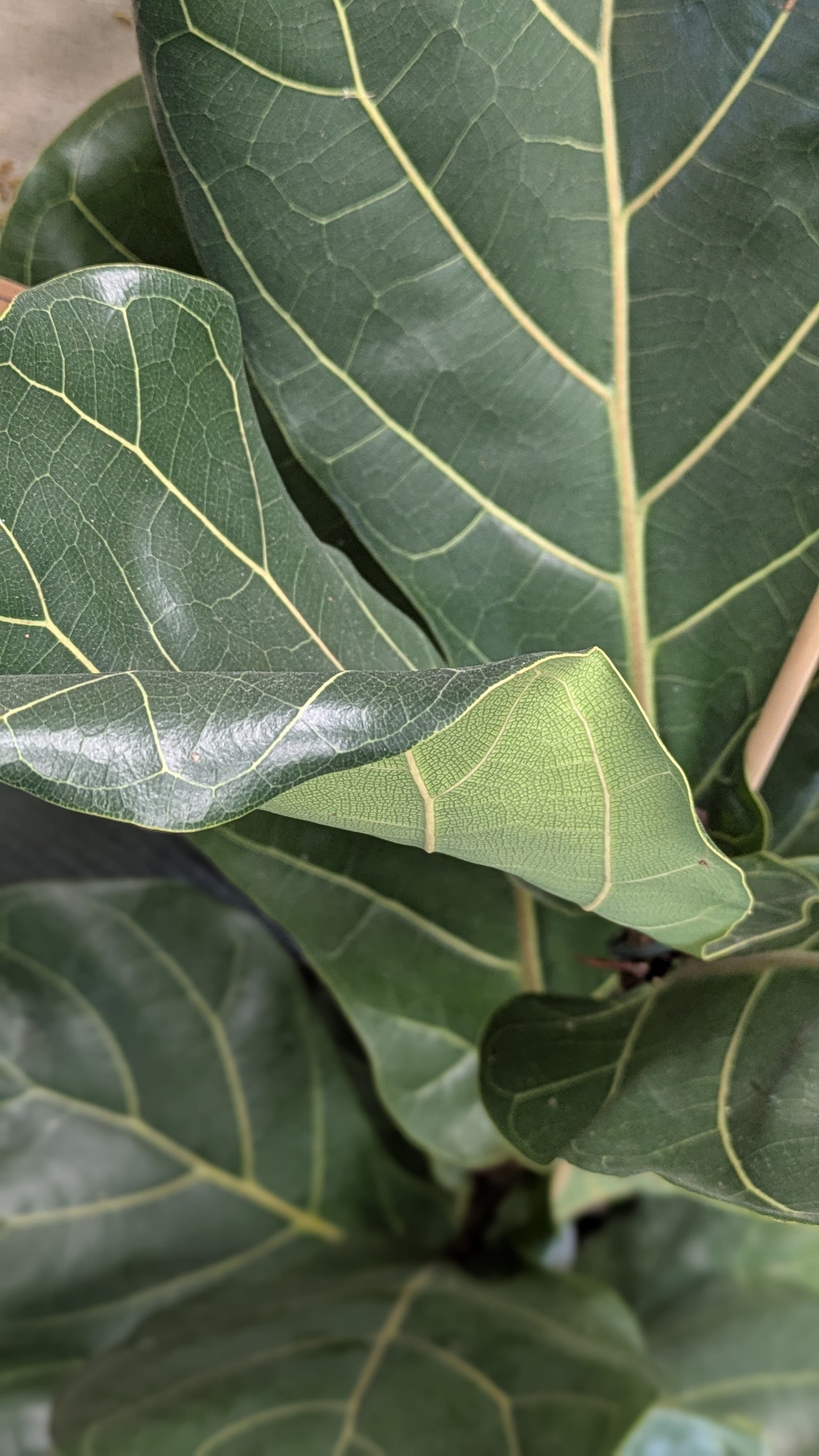 Fiddle Leaf Fig