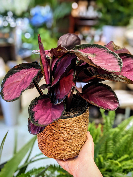 A person holding a potted Calathea 'Crimson' plant with dark green and pink leaves.