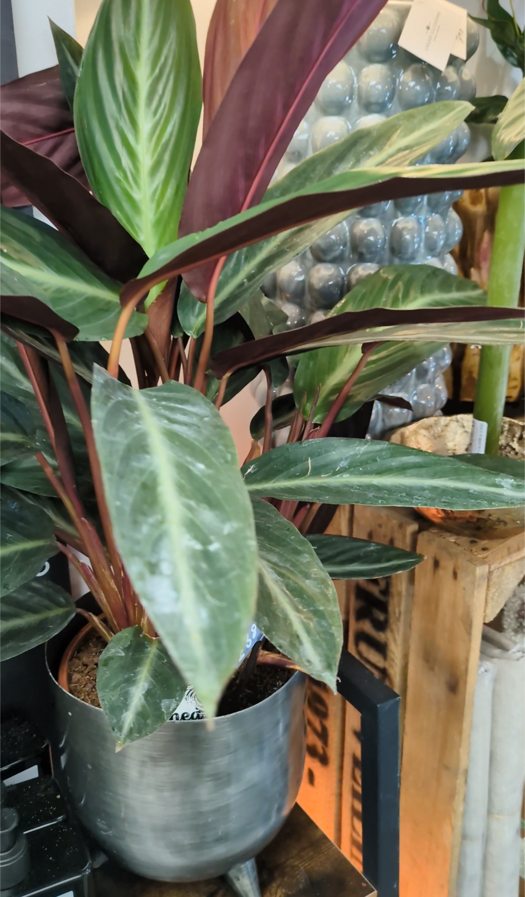 Potted plant with striped leaves in a store setting
