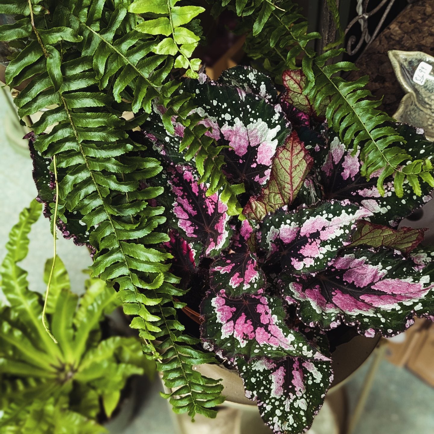 Begonia 'Painted Leaf'