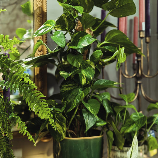 Devil's Ivy (Medium)