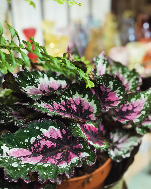 Begonia 'Painted Leaf'
