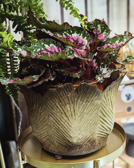 Begonia 'Painted Leaf'