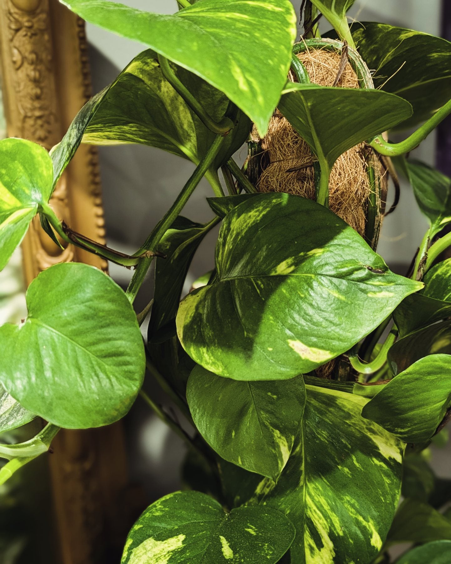 Devil's Ivy (Medium)