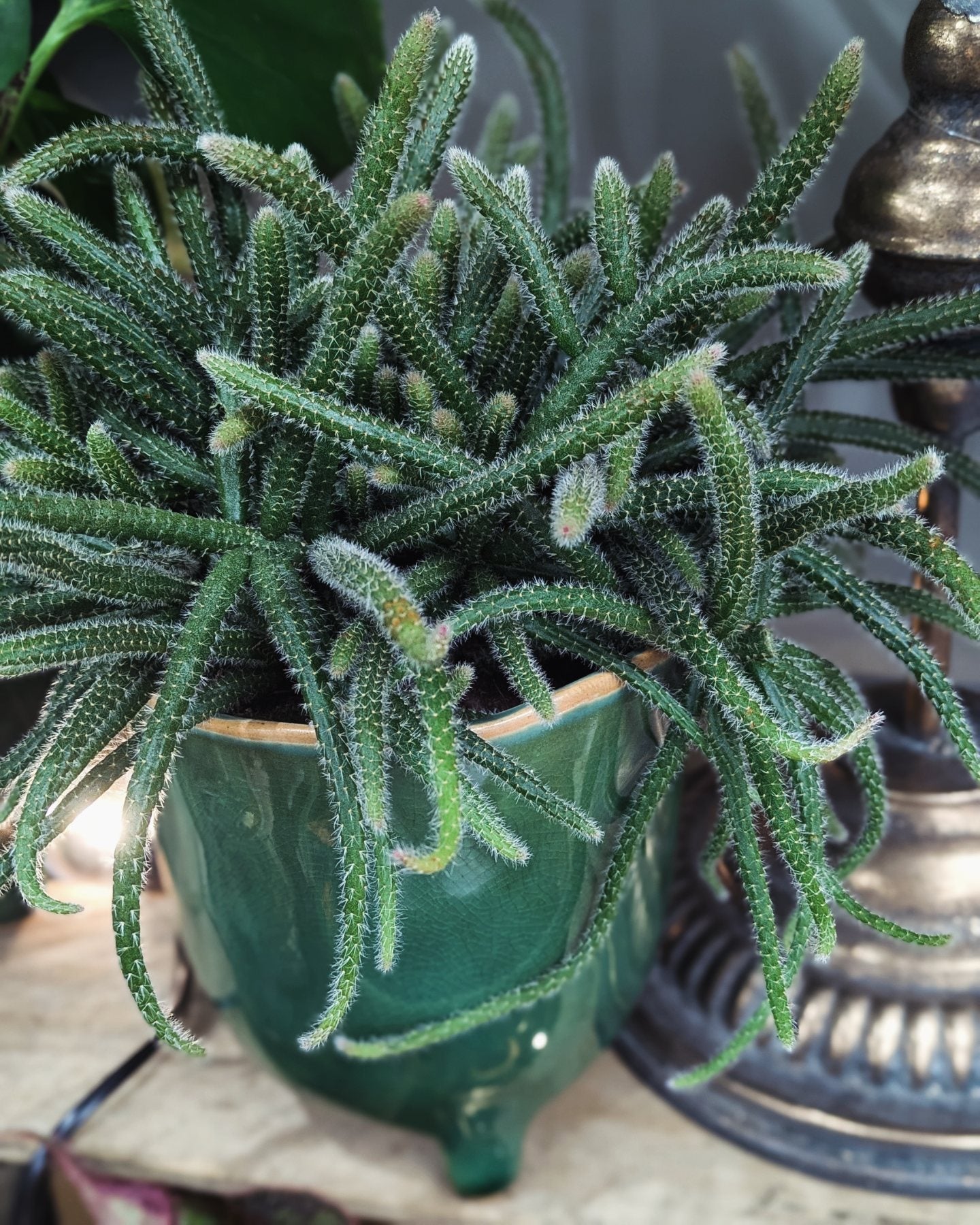 Mouse Tail Cactus