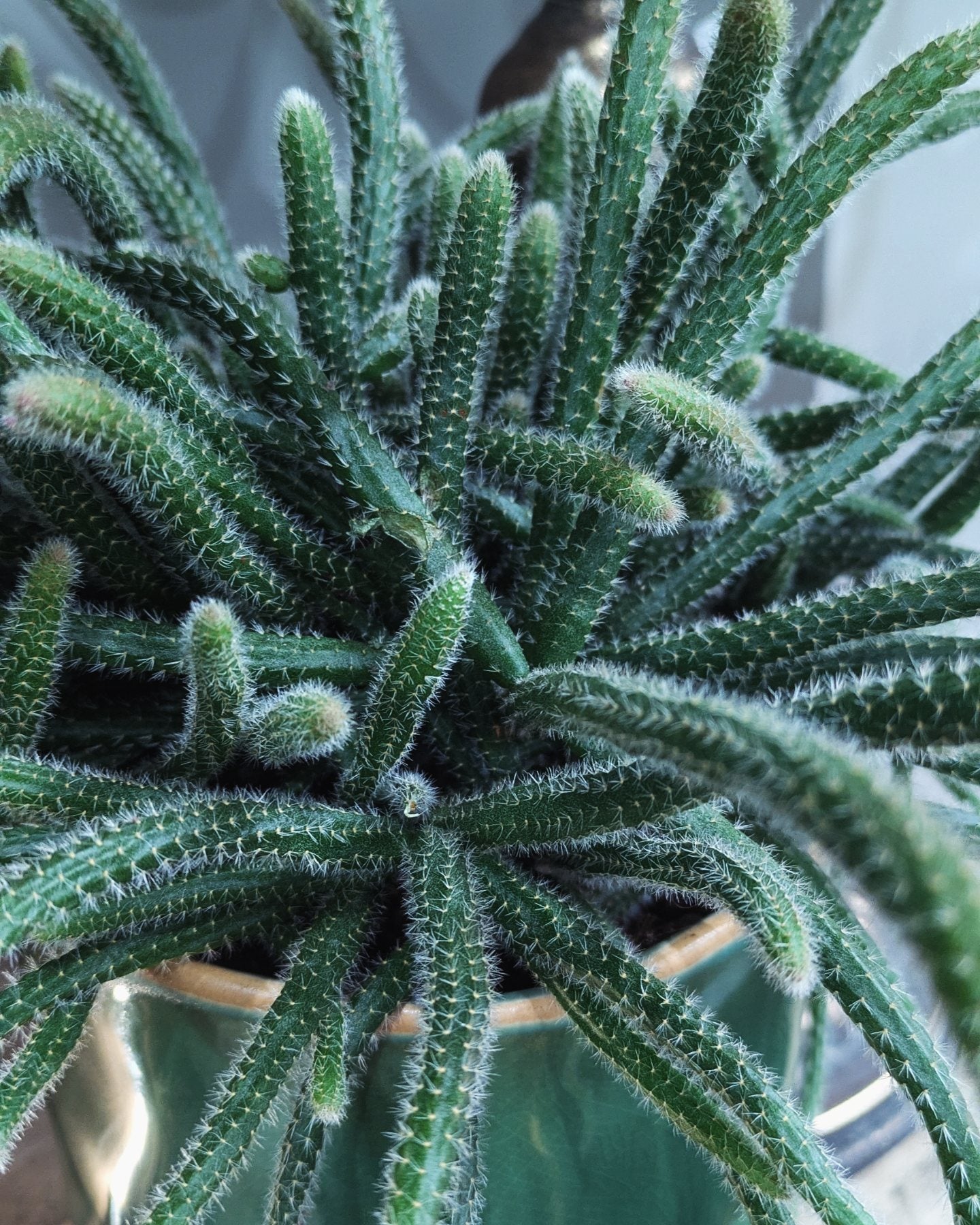 Mouse Tail Cactus