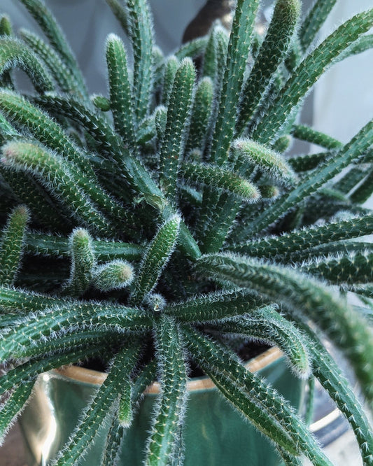 Mouse Tail Cactus