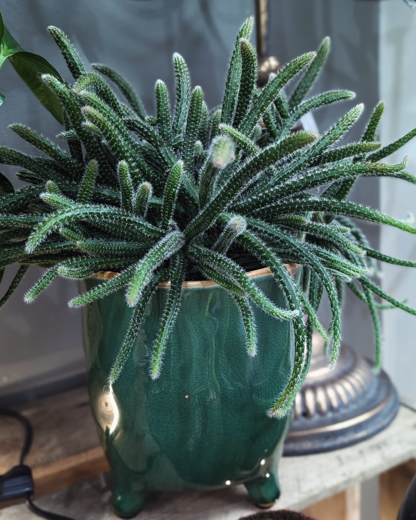 Mouse Tail Cactus