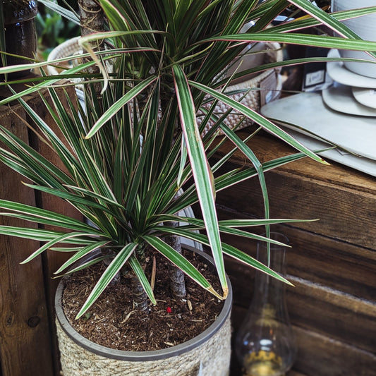 Dracaena 'Dragon Tree'