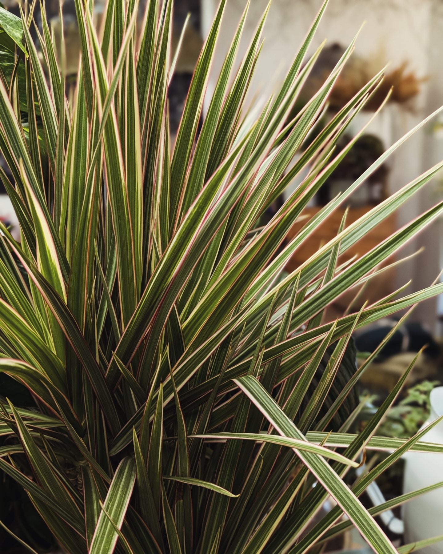 Dracaena 'Dragon Tree'