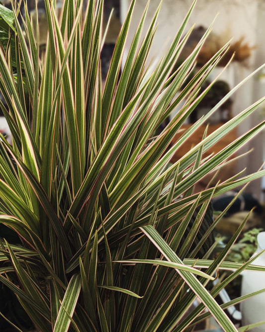 Dracaena 'Dragon Tree'