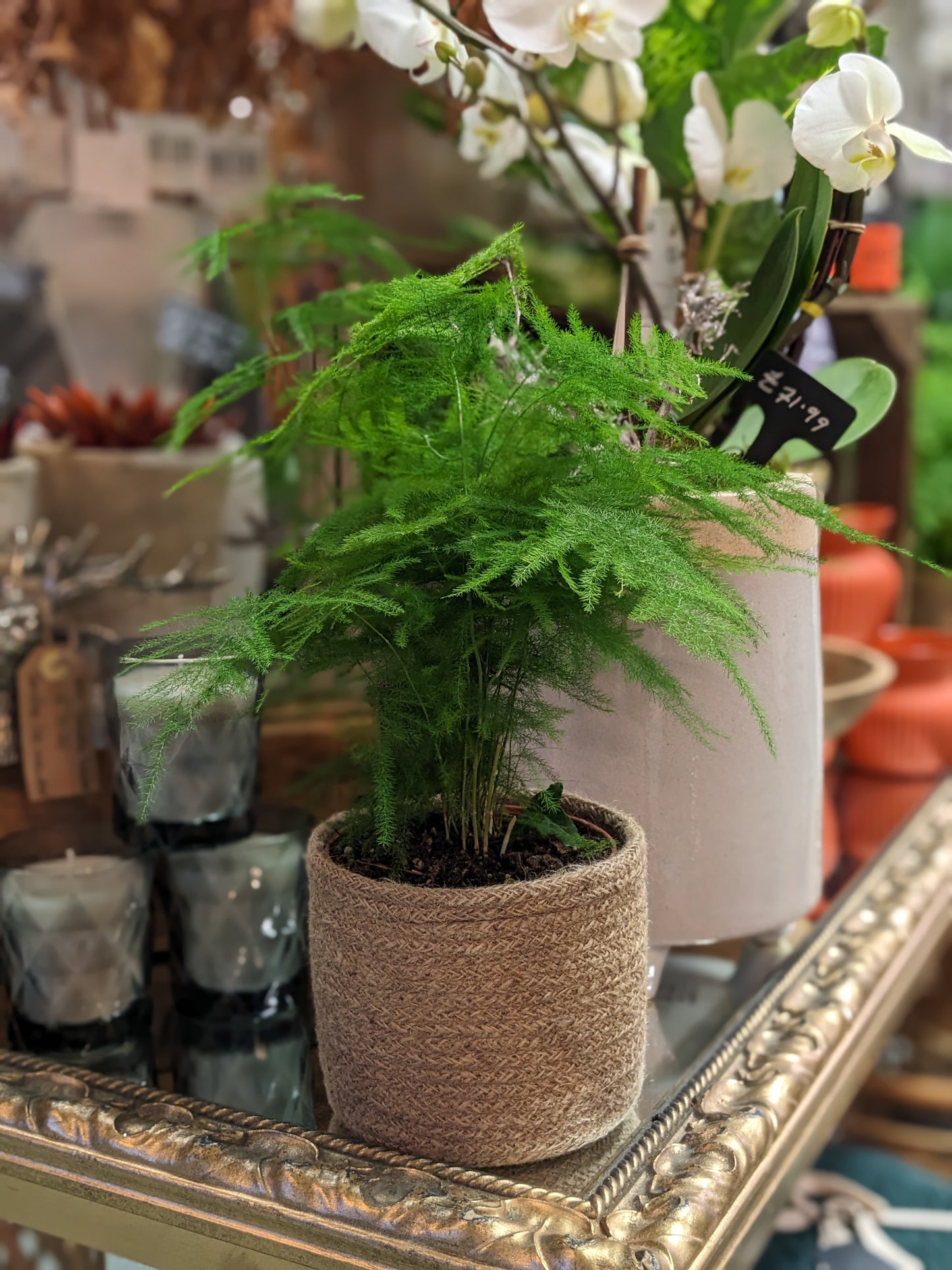 Asparagus Fern