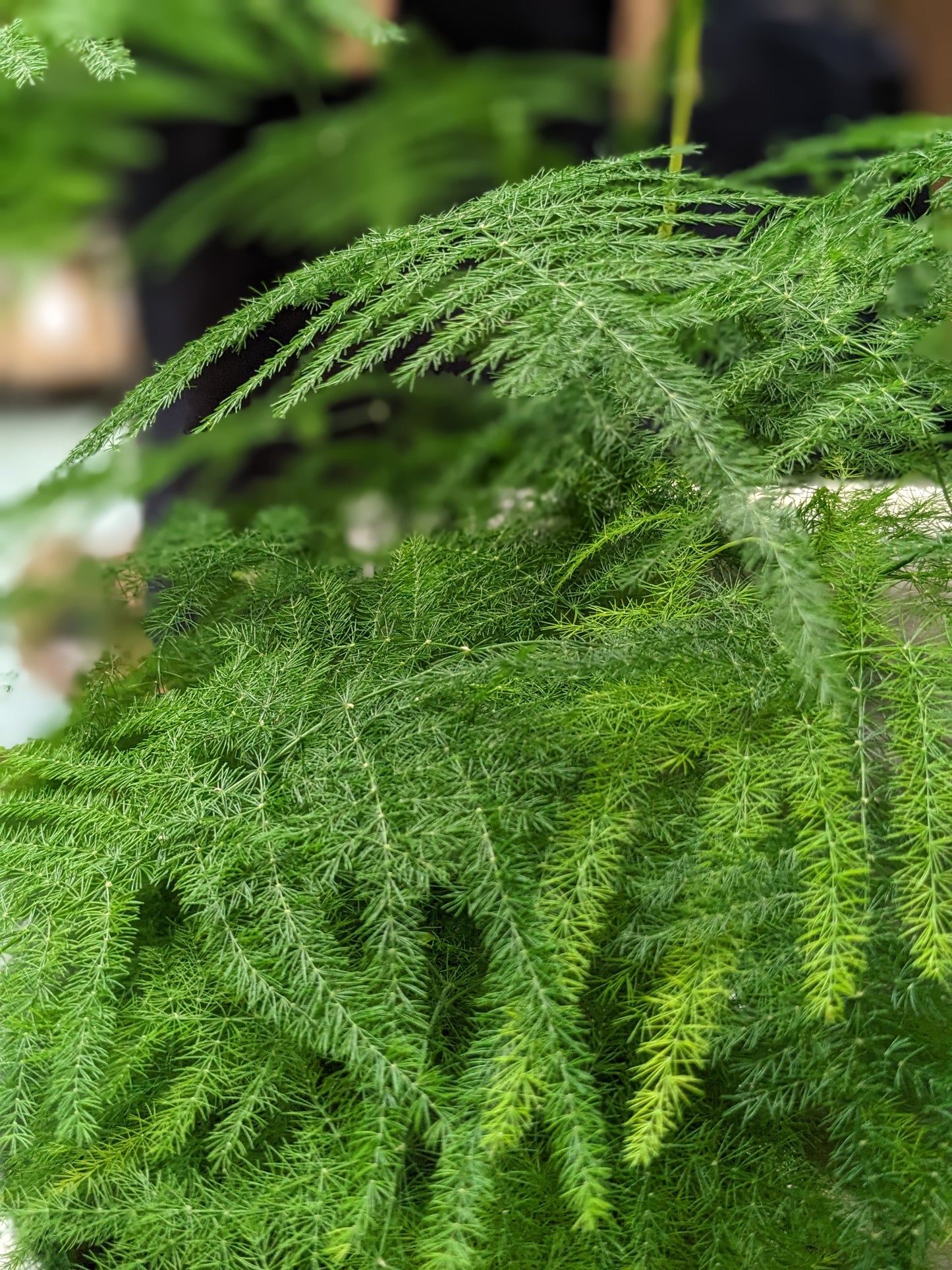 Asparagus Fern