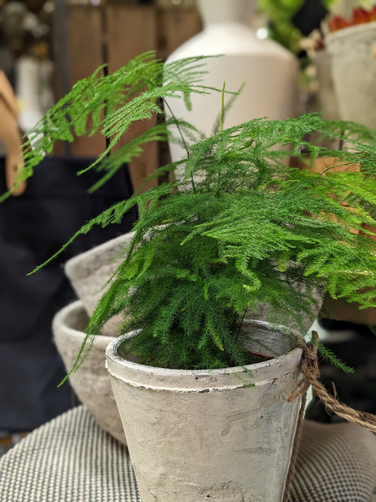 Asparagus Fern