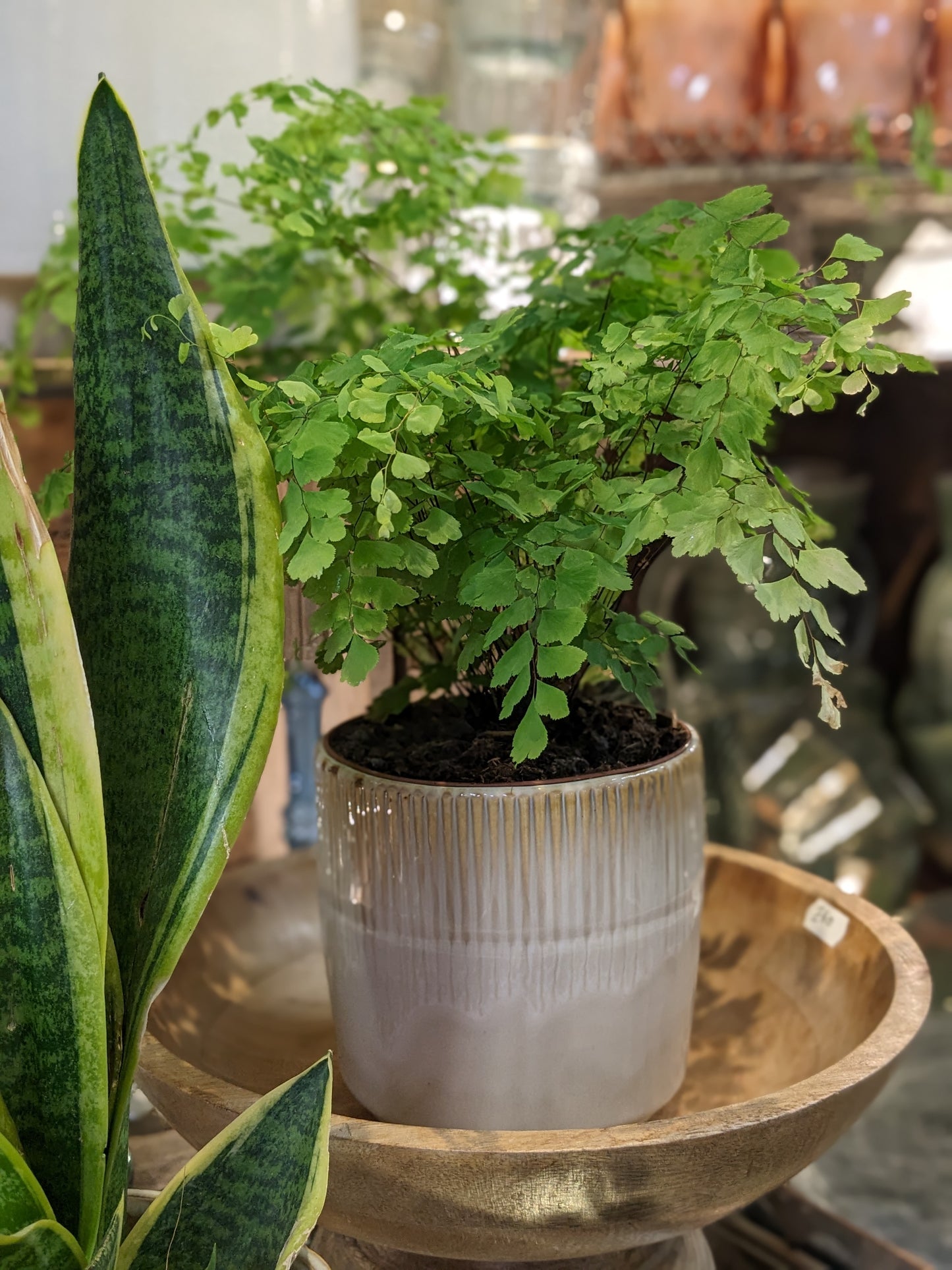 Maidenhair Fern