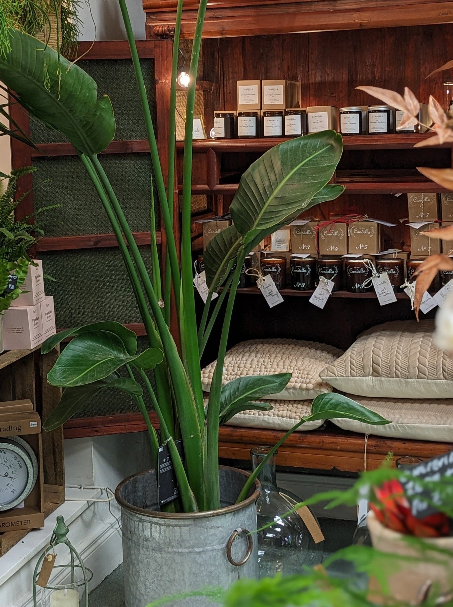 Bird of Paradise (Large)