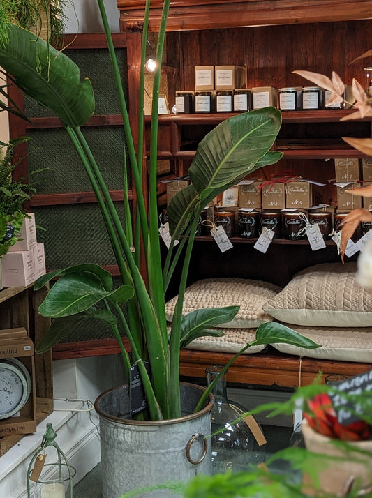 Bird of Paradise (Large)